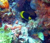 Great day of scuba diving in Key Largo with Rainbow Reef on hole in the wall tropical odyssey 2016 02 09 r2492 2