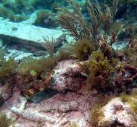 Great day of scuba diving in Key Largo with Rainbow Reef on hole in the wall tropical odyssey 2016 02 17 r2514 1