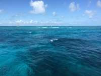 Great day of scuba diving in Key Largo with Rainbow Reef on molasses reef tropical odyssey 2016 02 02 r2476 1