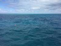 Great day of scuba diving in Key Largo with Rainbow Reef on spiegel grove tropical adventure 2016 02 21 r2531 1