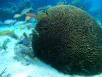 Great day of scuba diving in Key Largo with Rainbow Reef on snapper ledge tropical odyssey 2016 01 29 r2461 1