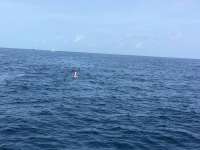 Great day of scuba diving in Key Largo with Rainbow Reef on conch wall tropical explorer 2016 07 29 r3114 1