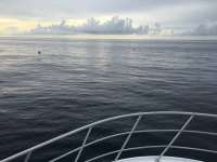 Great day of scuba diving in Key Largo with Rainbow Reef on spiegel grove tropical adventure 2016 07 24 r3095 1