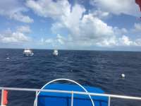 Great day of scuba diving in Key Largo with Rainbow Reef on spiegel grove tropical odyssey 2016 07 19 r3077 1