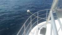 Great day of scuba diving in Key Largo with Rainbow Reef on spiegel grove tropical odyssey 2016 07 23 r3092 1