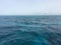 Great day of scuba diving in Key Largo with Rainbow Reef on christmastree cave tropical odyssey 2016 06 05 r2882 1