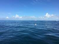 Great day of scuba diving in Key Largo with Rainbow Reef on drift molasses tropical explorer 2016 06 11 r2900 1
