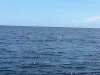 Great day of scuba diving in Key Largo with Rainbow Reef on drift molasses tropical explorer 2016 06 28 r2992 1