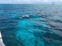 Great day of scuba diving in Key Largo with Rainbow Reef on molasses reef tropical legend 2016 06 24 r2972 1