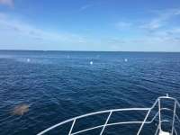 Great day of scuba diving in Key Largo with Rainbow Reef on spiegel grove tropical adventure 2016 06 12 r2907 1