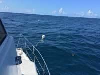 Great day of scuba diving in Key Largo with Rainbow Reef on spiegel grove tropical voyager 2016 06 26 r2983 1