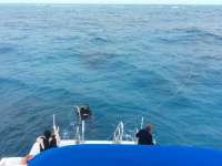 Great day of scuba diving in Key Largo with Rainbow Reef on benwood wreck tropical odyssey 2016 03 13 r2584 1
