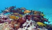 Great day of scuba diving in Key Largo with Rainbow Reef on eagle ray alley tropical odyssey 2016 03 03 r2568 1