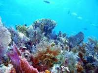 Great day of scuba diving in Key Largo with Rainbow Reef on hole in the wall tropical odyssey 2016 03 01 r2559 1