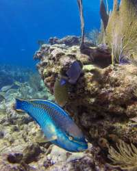 Great day of scuba diving in Key Largo with Rainbow Reef on molasses reef tropical legend 2016 03 20 r2625 1