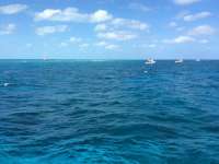 Great day of scuba diving in Key Largo with Rainbow Reef on molasses reef tropical legend 2016 03 23 r2638 1
