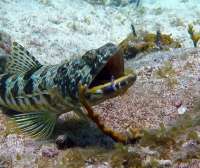 Great day of scuba diving in Key Largo with Rainbow Reef on molasses reef tropical odyssey 2016 03 30 r2669 2