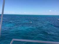 Great day of scuba diving in Key Largo with Rainbow Reef on fire coral cave tropical legend 2016 05 26 r2833 1