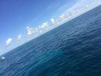 Great day of scuba diving in Key Largo with Rainbow Reef on north star tropical odyssey 2016 05 30 r2857 1