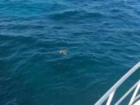 Great day of scuba diving in Key Largo with Rainbow Reef on conch wall tropical adventure 2016 11 16 r3514 2