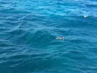 Great day of scuba diving in Key Largo with Rainbow Reef on conch wall tropical adventure 2016 11 16 r3515 1