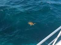 Great day of scuba diving in Key Largo with Rainbow Reef on conch wall tropical adventure 2016 11 16 r3515 3