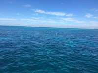 Great day of scuba diving in Key Largo with Rainbow Reef on fire coral cave tropical voyager 2016 11 12 r3492 1