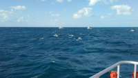 Great day of scuba diving in Key Largo with Rainbow Reef on molasses reef tropical legend 2016 11 25 r3547 1