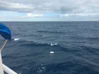 Great day of scuba diving in Key Largo with Rainbow Reef on uscgc duane tropical adventure 2016 11 04 r3458 1