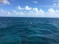 Great day of scuba diving in Key Largo with Rainbow Reef on molasses reef tropical legend 2016 10 15 r3413 1