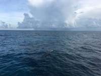 Great day of scuba diving in Key Largo with Rainbow Reef on christmastree cave tropical legend 2016 09 13 r3277 1