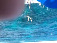 Great day of scuba diving in Key Largo with Rainbow Reef on north star tropical adventure 2016 09 10 r3262 2