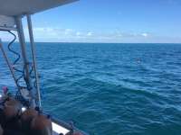 Great day of scuba diving in Key Largo with Rainbow Reef on woodys tropical legend 2016 09 04 r3233 2
