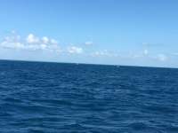 Great day of scuba diving in Key Largo with Rainbow Reef on spiegel grove tropical odyssey 2017 04 14 r4109 1