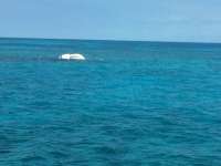 Great day of scuba diving in Key Largo with Rainbow Reef on uscgc bibb tropical odyssey 2017 04 26 r4137 1
