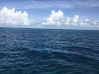 Great day of scuba diving in Key Largo with Rainbow Reef on eagle ray alley tropical adventure 2017 08 28 r4697 1