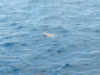 Great day of scuba diving in Key Largo with Rainbow Reef on uscgc duane tropical odyssey 2017 08 26 r4689 1