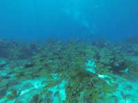 Great day of scuba diving in Key Largo with Rainbow Reef on woodys tropical legend 2017 08 24 r4683 1