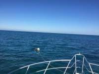 Great day of scuba diving in Key Largo with Rainbow Reef on minnow cave tropical adventure 2017 12 31 r5232 1