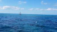 Great day of scuba diving in Key Largo with Rainbow Reef on molasses reef tropical legend 2017 12 20 r5153 1