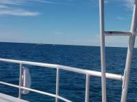 Great day of scuba diving in Key Largo with Rainbow Reef on molasses reef tropical odyssey 2017 12 11 r5108 1
