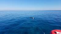 Great day of scuba diving in Key Largo with Rainbow Reef on molasses reef tropical odyssey 2017 12 14 r5122 1