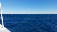 Great day of scuba diving in Key Largo with Rainbow Reef on spiegel grove tropical odyssey 2017 12 10 r5104 1