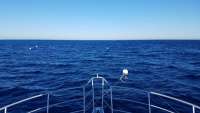 Great day of scuba diving in Key Largo with Rainbow Reef on spiegel grove tropical odyssey 2017 12 14 r5119 1