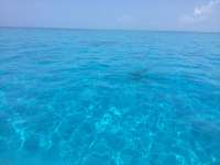 Great day of scuba diving in Key Largo with Rainbow Reef on uscgc duane tropical odyssey 2017 12 18 r5138 1