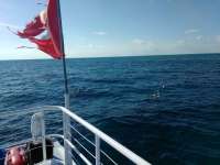Great day of scuba diving in Key Largo with Rainbow Reef on benwood wreck tropical adventure 2017 02 20 r3890 1