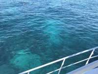 Great day of scuba diving in Key Largo with Rainbow Reef on fire coral cave tropical legend 2017 02 03 r3808 1