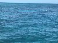 Great day of scuba diving in Key Largo with Rainbow Reef on north star tropical legend 2017 02 12 r3850 1