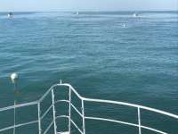 Great day of scuba diving in Key Largo with Rainbow Reef on eagle ray alley tropical odyssey 2017 01 27 r3774 1