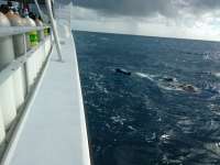 Great day of scuba diving in Key Largo with Rainbow Reef on spiegel grove tropical odyssey 2017 01 14 r3729 1